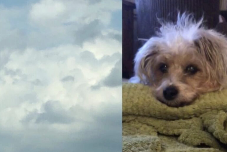 Grieving woman sees her dog’s face in the clouds hours after he passed away