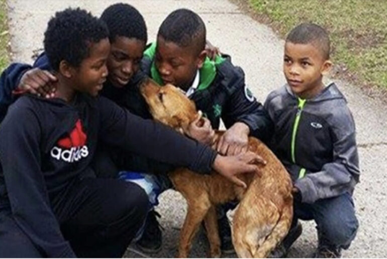 4 young boys find starving, abandoned dog tied to house with bungee cords and rescue her