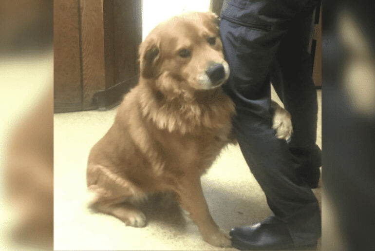 Lonely dog abandoned in Walmart parking lot can’t stop hugging humans who rescued him