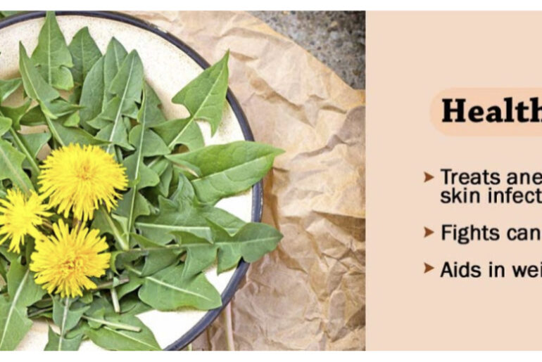 Need To Know Health Benefits of Dandelion Plant - Info Kosova