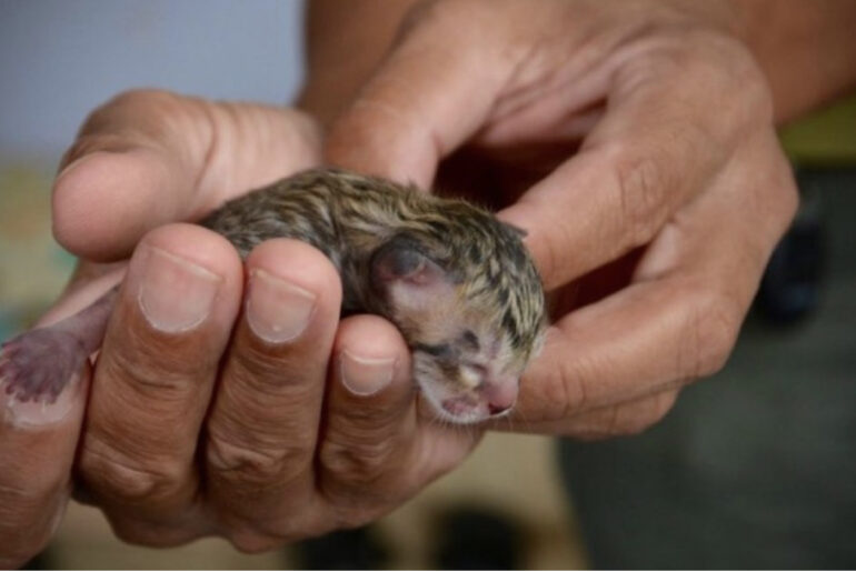 Family finds abandoned cat on the street – look closer and realize it’s not a regular kitten