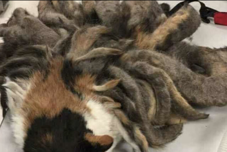 Neglected cat freed after having two pounds of matted fur removed
