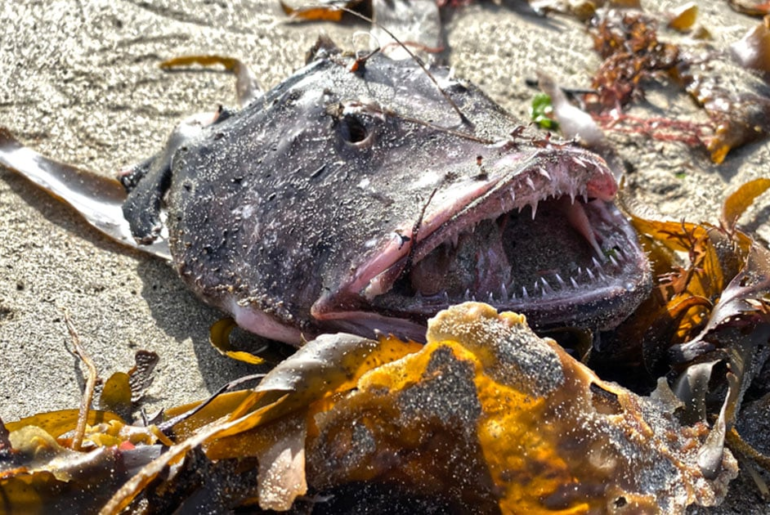Mysterious Being Found On Shoreline Sparks Alarming Questions When Identified