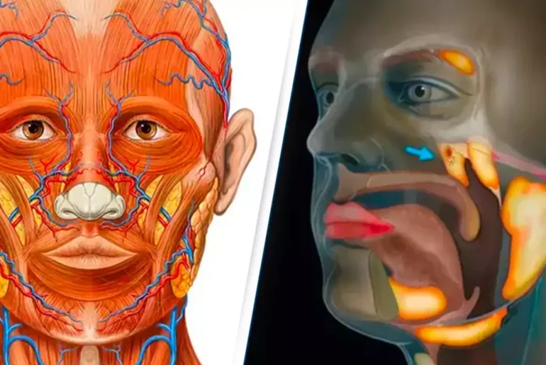 Scientists accidentally discovered a new organ in the human body