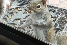 Squirrel knocks on family window every day: 8 years later they realize what she’s trying to show them