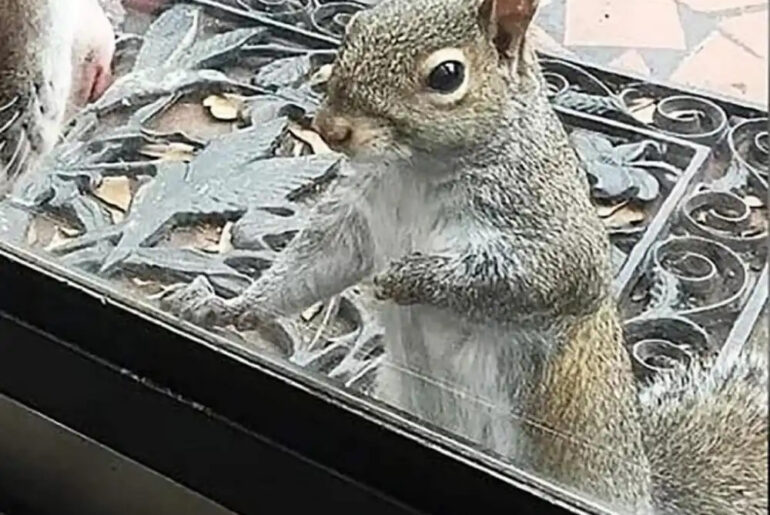 Squirrel knocks on family window every day: 8 years later they realize what she’s trying to show them