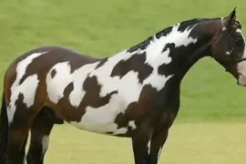 Can You Outsmart This Optical Illusion and Spot the Hidden Horse?
