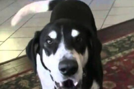 Dad Surprises Dog with New Kitten, Dog’s Hilarious Reaction Goes Viral