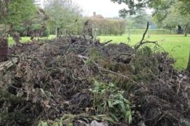 Can you spot the hidden dog? Only those with ‘sniper vision’ can find it