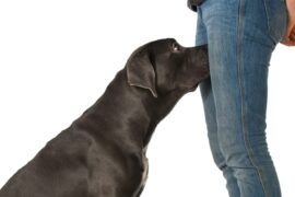If your dog is sniffing your genital area, here is what it means