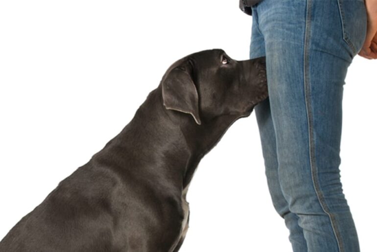 If your dog is sniffing your genital area, here is what it means