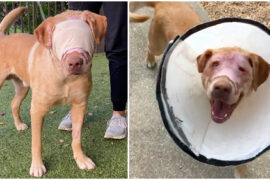 Buddy was cruelly set on fire and strangled with an extension cord – but look at him today