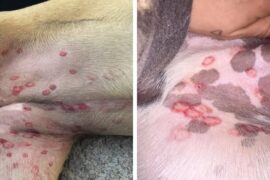 Vet reveals why red bites are appearing on dogs’ stomachs