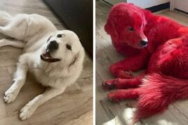 Woman dyes dog’s fur red and the reason is so sad