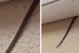 Online user finds creepy object hanging from ceiling